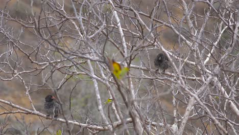 Charles-Darwin-finches-sit-in-a-tree-in-the-Galapagos-Islands-Ecuador