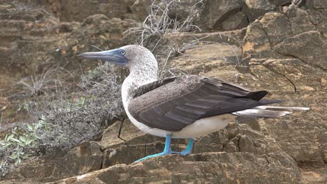 A-blue-footed-booby-sits-on-a-cliff-face-in-the-Galapagos-Islands-Ecuador