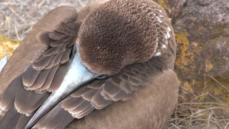 Nahaufnahme-Des-Gesichts-Eines-Schlafenden-Blaufußtölpels-Auf-Den-Galapagos-Inseln,-Ecuador