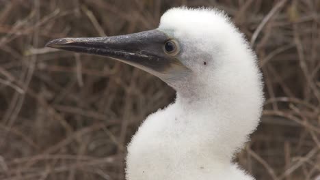 Close-up-of-the-face-of-a-baby-blue-footed-booby-in-the-Galapagos-Islands-Ecuador