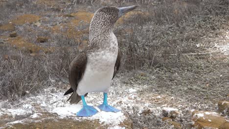 A-blue-footed-booby-flaps-its-wings-on-a-cliff-face-in-the-Galapagos-Islands-Ecuador