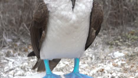 A-blue-footed-booby-preens-and-grooms-on-a-cliff-face-in-the-Galapagos-Islands-Ecuador