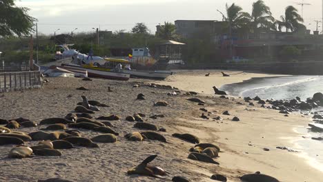 Dutzende-Von-Seelöwen-Faulenzen-Am-Strand-Von-Puerto-Baquerizo-Moreno-Harbour-Die-Hauptstadt-Der-Galapagos-Inseln-Ecuador