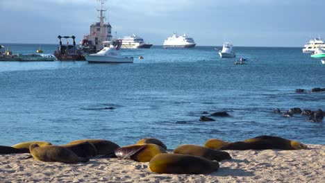Dozens-of-sea-lions-lounge-on-the-beach-at-Puerto-Baquerizo-Moreno-harbor-the-capital-city-of-the-Galapagos-Islands-Ecuador-3
