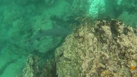 A-white-tipped-reef-shark-swim-underwater-in-the-Galapagos-Islands