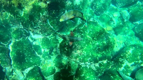 Two-parrotfish-swim-in-a-circle-during-a-mating-ritual