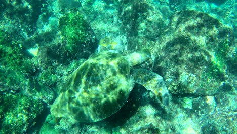 Wunderschöne-Unterwasseraufnahmen-Einer-Meeresschildkröte,-Die-Auf-Den-Galapagos-Inseln-Ecuador-Schwimmt