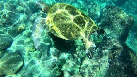 Wunderschöne-Unterwasseraufnahmen-Einer-Meeresschildkröte,-Die-Auf-Den-Galapagosinseln-Ecuador-Schwimmt-2