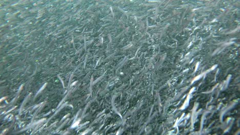 Underwater-footage-of-a-huge-bait-ball-of-anchovies-in-psychedelic-patterns