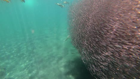 Galapagos-penguins-hunt-anchovies-underwater-in-a-huge-bait-ball-1