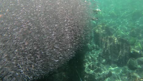 Galapagos-penguins-hunt-anchovies-underwater-in-a-huge-bait-ball-2