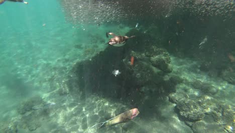 Galapagos-penguins-hunt-anchovies-underwater-in-a-huge-bait-ball-4