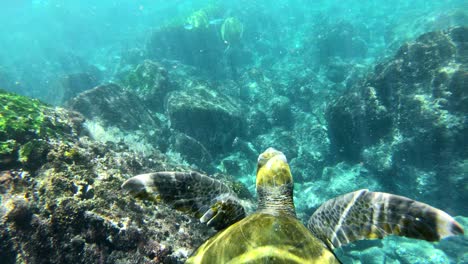 Wunderschöne-Unterwasseraufnahmen-Einer-Meeresschildkröte,-Die-Auf-Den-Galapagosinseln-Ecuador-Schwimmt-3