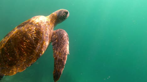 Wunderschöne-Unterwasseraufnahmen-Einer-Meeresschildkröte,-Die-Auf-Den-Galapagosinseln-Ecuador-Schwimmt-4