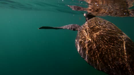 Wunderschöne-Unterwasseraufnahmen-Einer-Meeresschildkröte,-Die-Auf-Den-Galapagos-Inseln,-Ecuador,-Schwimmt-5
