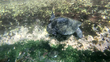 Unterwasseraufnahmen-Einer-Meeresschildkröte,-Die-Auf-Dem-Meeresboden-In-Den-Galapagos-Inseln,-Ecuador,-Füttert
