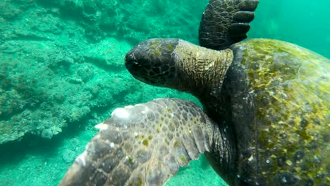 Wunderschöne-Unterwasseraufnahmen-Einer-Meeresschildkröte,-Die-Auf-Den-Galapagos-Inseln-Ecuador-Schwimmt-6