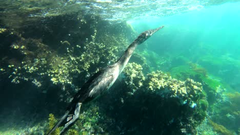 Bemerkenswerte-Aufnahmen-Eines-Kormorans,-Der-Auf-Den-Galapagos-Inseln,-Ecuador,-Taucht-und-Unter-Wasser-Schwimmt