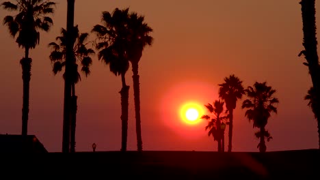 A-sunset-behind-palm-trees-along-a-California-beach