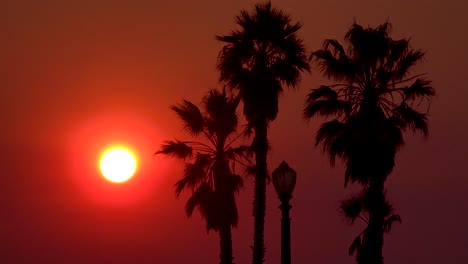 Ein-Sonnenuntergang-Hinter-Palmen-In-Los-Angeles,-Kalifornien
