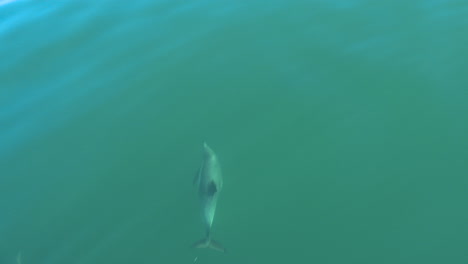 Schöne-Aufnahmen-Von-Delfinen,-Die-Am-Bug-Eines-Schiffes-Oder-Bootes-Schwimmen,-Das-Sich-Durch-Das-Wasser-Bewegt-1
