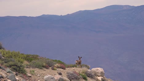 Two-female-mule-deer-stand-on-a-cliff-precipice-high-in-the-Sierra-Nevada-mountains