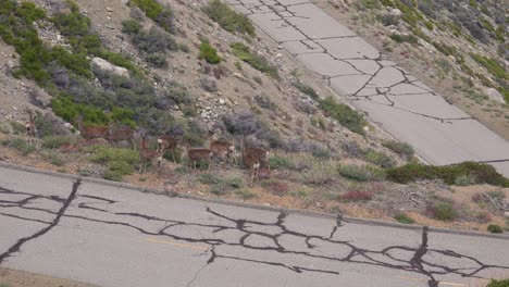 Mule-deer-stand-on-and-cross-a-narrow-mountain-road