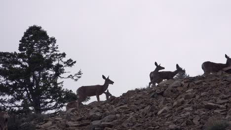 Juvenile-female-mule-deer-graze-on-a-hillside-in-the-Eastern-Sierra-Nevada-mountains