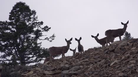 Juvenile-Weibliche-Maultierhirsche-Stehen-Auf-Einem-Hügel-In-Den-östlichen-Sierra-Nevada-Bergen