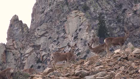 Juvenile-female-mule-deer-graze-on-a-hillside-in-the-Eastern-Sierra-Nevada-mountains-1