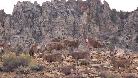 Juvenile-female-mule-deer-graze-on-a-hillside-in-the-Eastern-Sierra-Nevada-mountains-2