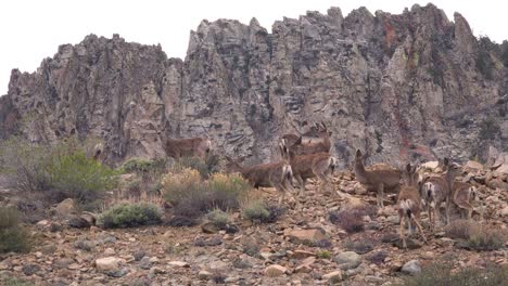 Juvenile-female-mule-deer-graze-on-a-hillside-in-the-Eastern-Sierra-Nevada-mountains-3
