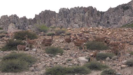 Juvenile-female-mule-deer-graze-on-a-hillside-in-the-Eastern-Sierra-Nevada-mountains-4
