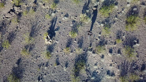 Antena-Drone-De-Alto-ángulo-De-Un-Fotógrafo-Caminando-Con-Un-Trípode-Y-Un-Desierto-Con-Largas-Sombras