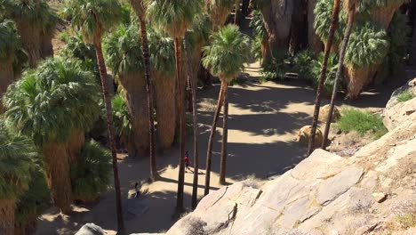 Tilt-up-of-a-grove-of-palm-trees-or-Palm-forest-near-Palm-Springs-California
