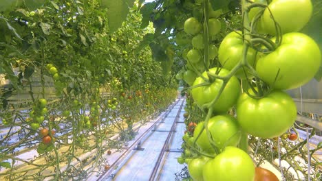 Interior-establishing-shot-of-an-Iceland-greenhouse-using-geothermal-hot-water-to-grow-tomatoes