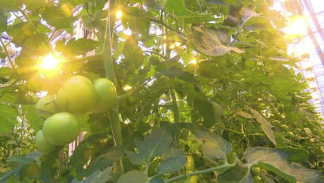 Innenaufnahme-Eines-Isländischen-Gewächshauses-Mit-Geothermischem-Warmwasser-Zum-Anbau-Von-Tomaten-1-Tomatoes