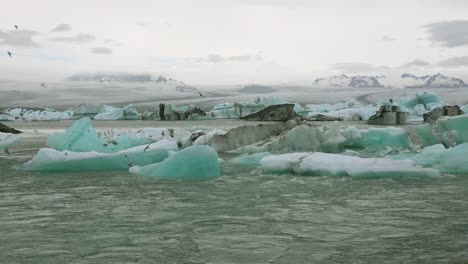 Icebergs-and-Arctic-tern-birds-in-a-river-in-the-frozen-Arctic-Jokulsarlon-glacier-lagoon-in-Iceland