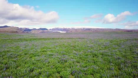 Antenne-über-Weite-Felder-Von-Lupinenblüten,-Die-In-Den-Südlichen-Bergen-Islands-Wachsen