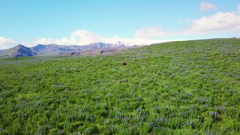 Aufsteigende-Luft-über-Weite-Felder-Von-Lupinenblüten,-Die-In-Den-Südlichen-Bergen-Islands-Wachsen-Growing
