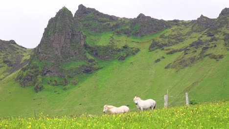 Beautiful-Icelandic-ponies-horses-stand-in-a-green-field-in-Iceland