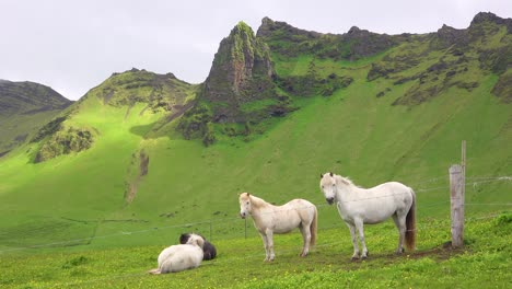 Beautiful-Icelandic-ponies-horses-stand-in-a-green-field-in-Iceland-1