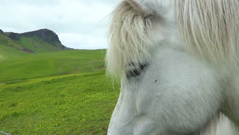 Cerca-De-Un-Hermoso-Caballo-Pony-Islandés-De-Pie-En-Un-Campo-Verde-En-Islandia