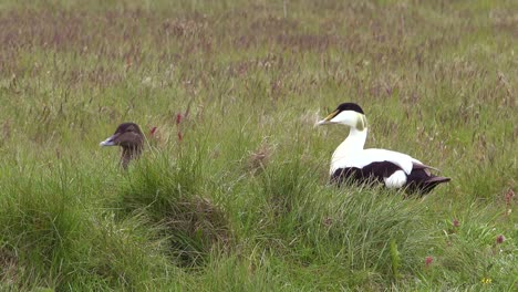A-mating-pair-of-Icelandic-eider-ducks-in-grass-1