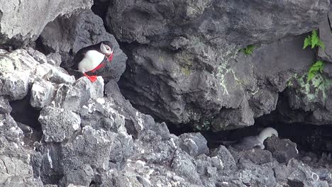 Ein-Isländischer-Papageientaucher-Sitzt-Auf-Einem-Felsen