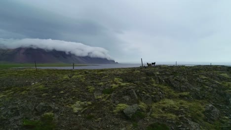 Atemberaubende-Luftaufnahme-Von-Bemerkenswert-Schönen-Fjorden-In-Island-Mit-Wolken-Und-Nebel,-Die-über-Die-Spitze-Rollen-Und-Ziegen-Im-Vordergrund