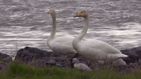 Whooper-swans-walk-with-chick-babies-along-a-rushing-river-in-Iceland