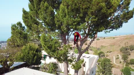 Antena-De-Una-Podadora-De-árboles-Cortando-Ramas-De-Un-árbol-En-Un-Barrio-De-Ladera