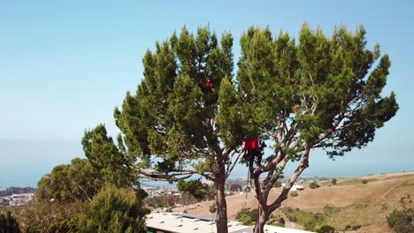 Antena-De-Una-Podadora-De-árboles-Cortando-Ramas-De-Un-árbol-En-Un-Barrio-De-Ladera-1