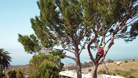 Antenne-Von-Zwei-Baumtrimmern,-Die-Äste-In-Einem-Baum-In-Einer-Hanggegend-Schneiden